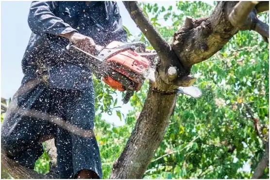 tree services Wills Point